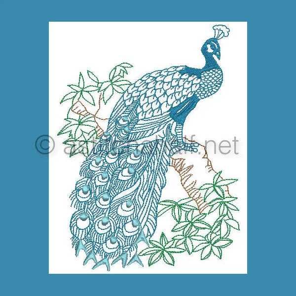 Peacock 01