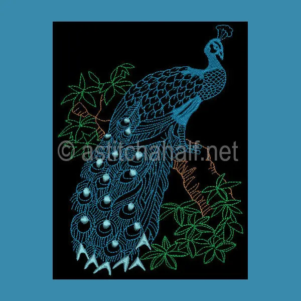 Peacock 01