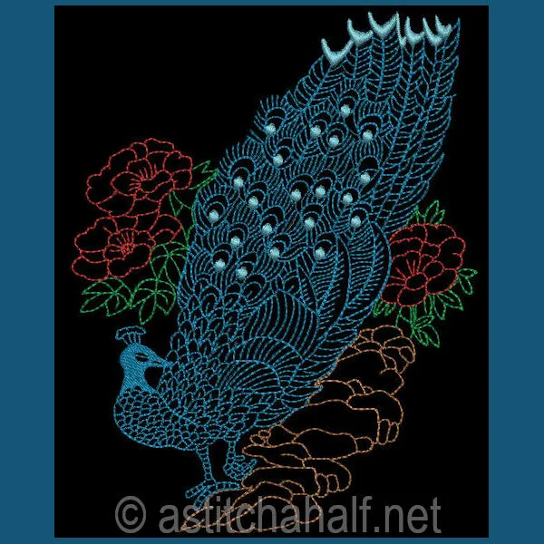 Peacock 02