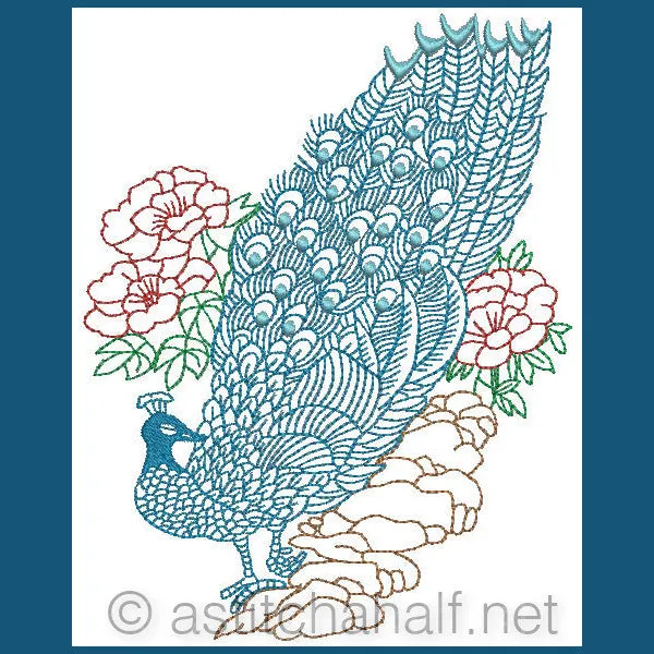 Peacock 02
