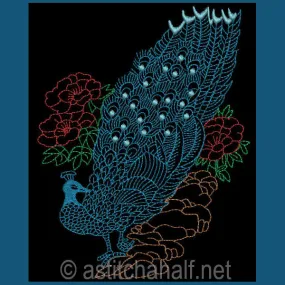Peacock 02