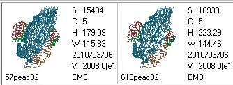 Peacock 02