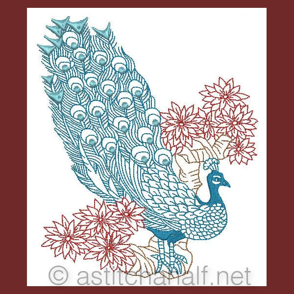 Peacock 04