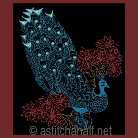 Peacock 04